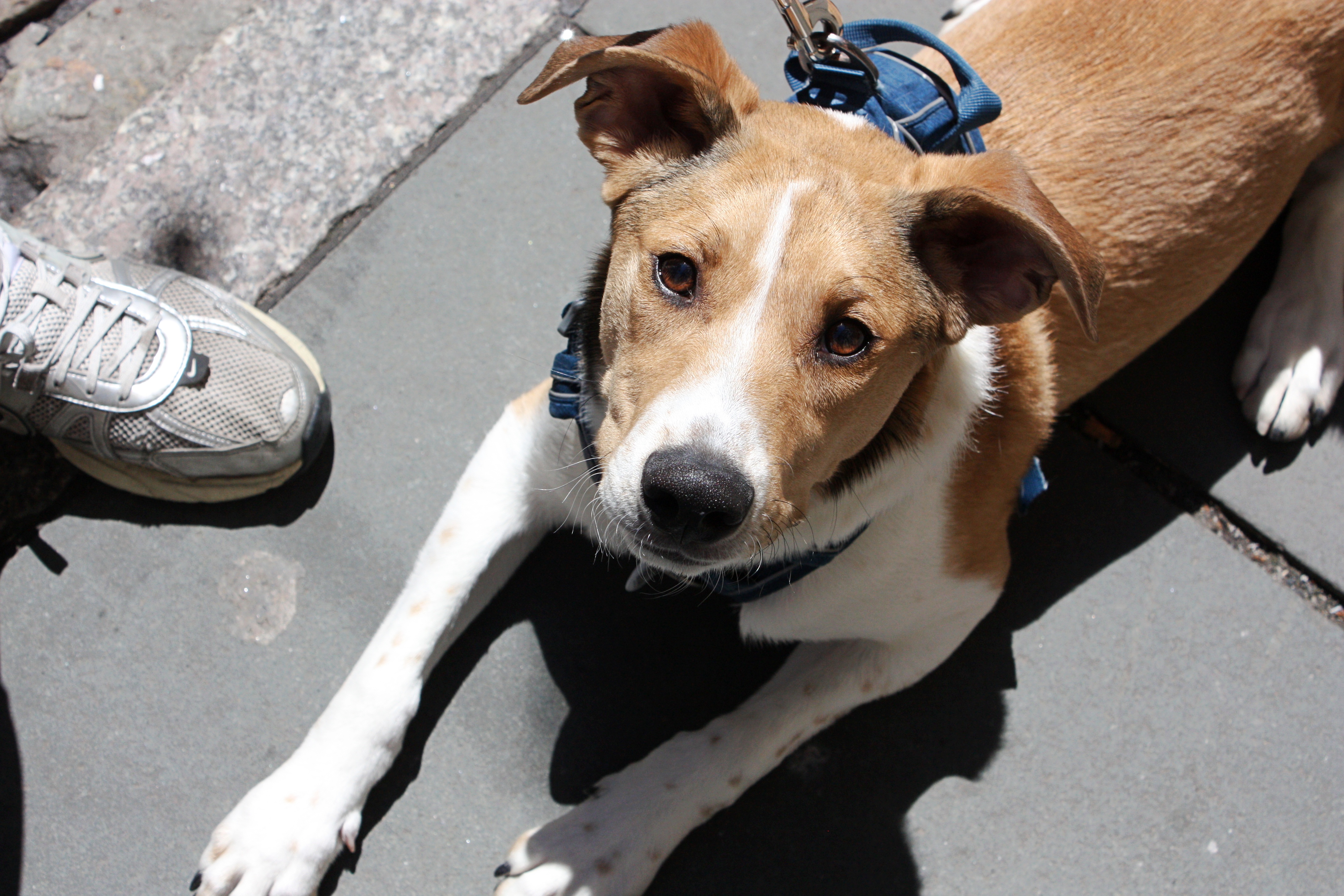 Seaport Pups 2